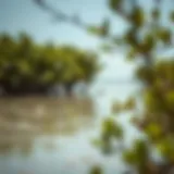 Exploring the Mangroves of Umm Al Quwain: A Natural Gem Introduction