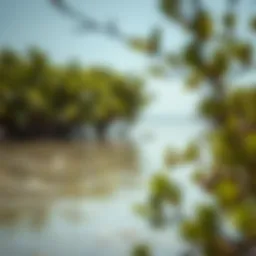 Exploring the Mangroves of Umm Al Quwain: A Natural Gem Introduction