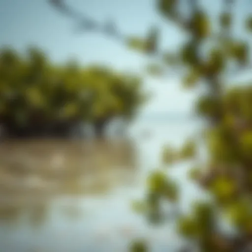 Exploring the Mangroves of Umm Al Quwain: A Natural Gem Introduction