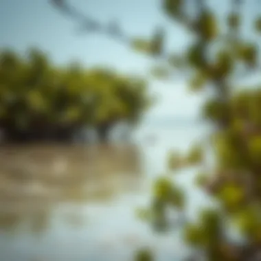 Exploring the Mangroves of Umm Al Quwain: A Natural Gem Introduction Exploring the Mangroves of Umm Al Quwain: A Natural Gem Introduction